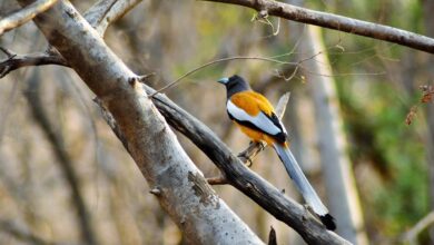 golden triangle tour with ranthambore