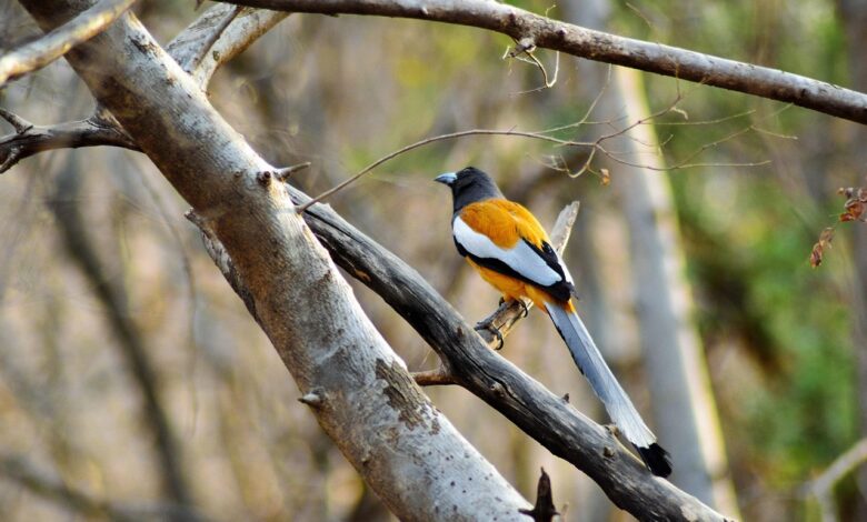 golden triangle tour with ranthambore
