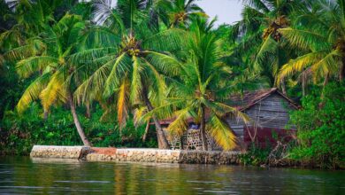 7 days kerala tours from cochin