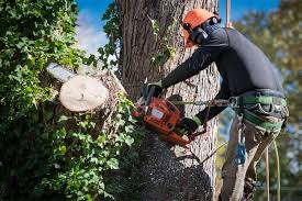 Tree Trimming Service Bronx