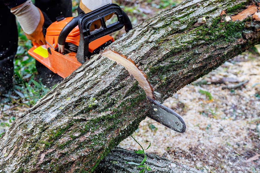 Tree Trimming Service Bronx