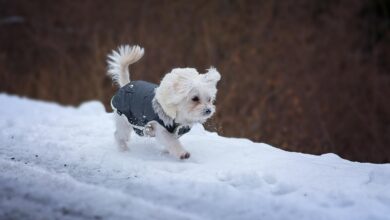 dog clothes for winter