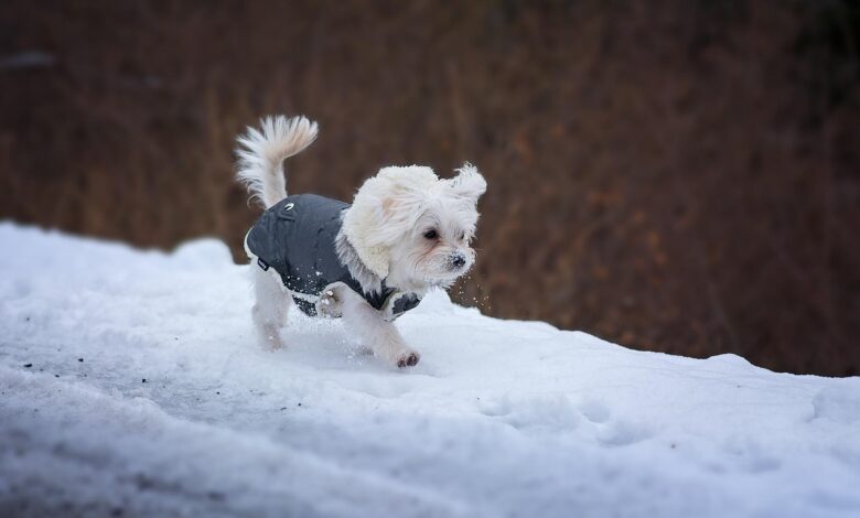 dog clothes for winter