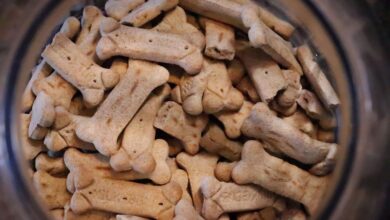 best grain free dog food