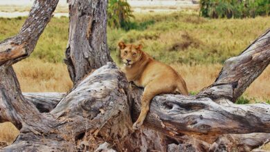 nairobi national park safari tours
