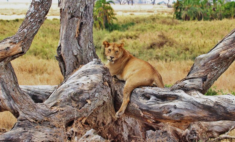 nairobi national park safari tours