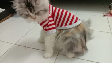 dog summer clothes