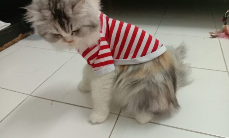 dog summer clothes