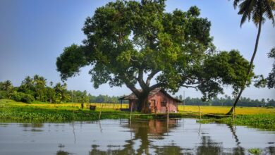 Kochi Munnar Periyar Allepey Kovalam 8 Days Tour