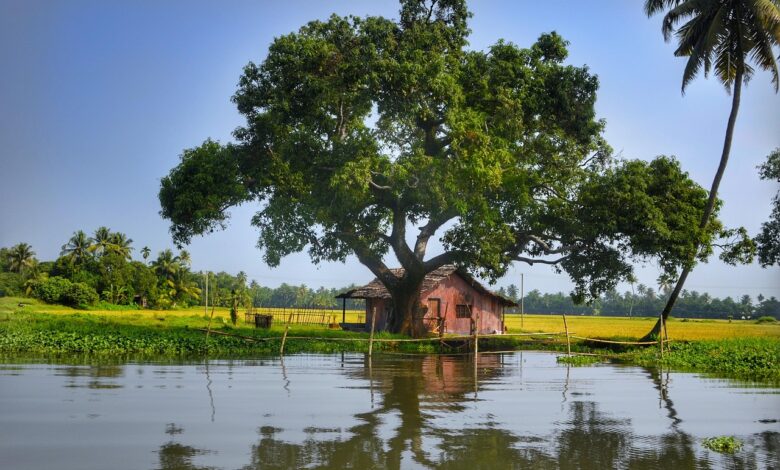 Kochi Munnar Periyar Allepey Kovalam 8 Days Tour