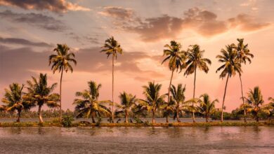 6 Days Kochi Munnar Thekkady Alleppey Tour