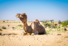 jaipur jodhpur jaisalmer bikaner tour itinerary