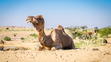 jaipur jodhpur jaisalmer bikaner tour itinerary
