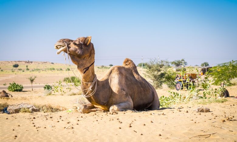 jaipur jodhpur jaisalmer bikaner tour itinerary