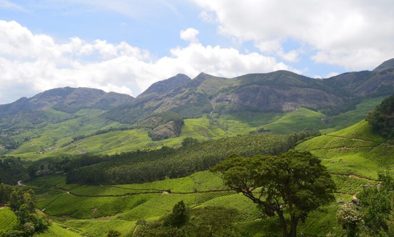 Kochi Munnar Periyar Allepey Kovalam 8 Days Tour